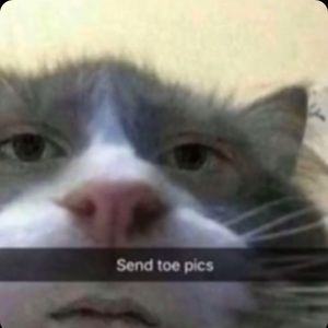 Meet your Posher, Taylor